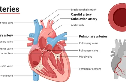 Functions of arteries