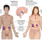 hormonal system