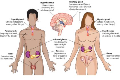 hormonal system