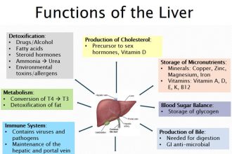 Liver Function