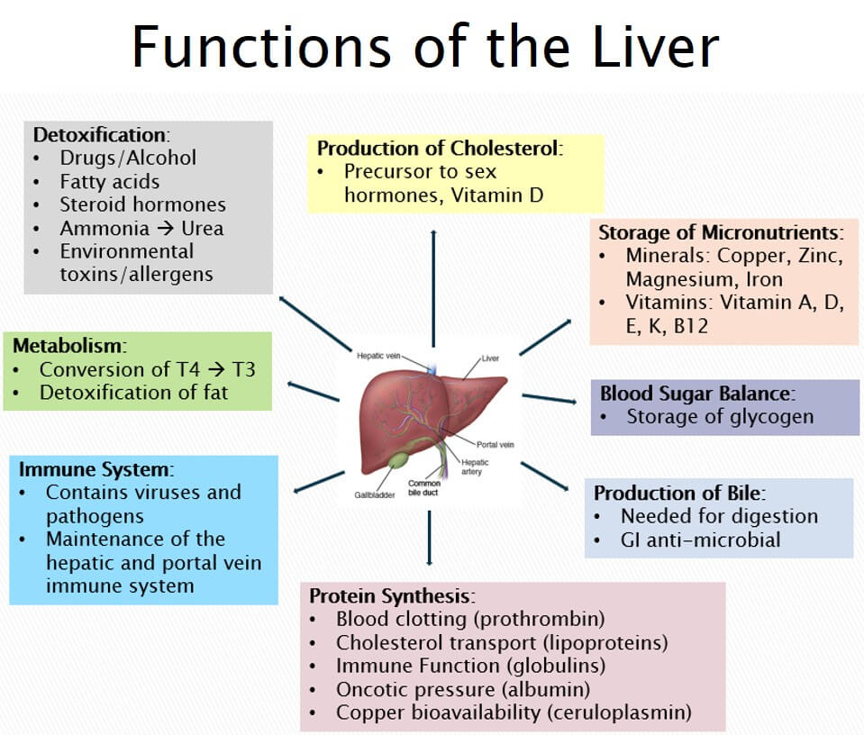 Liver Function