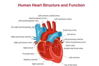 Circulatory System