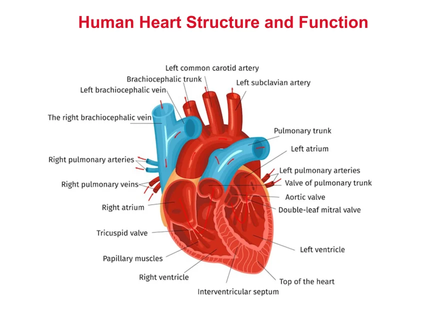 Circulatory System