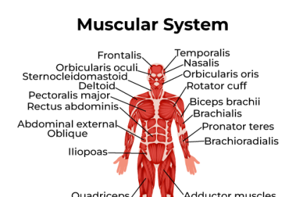 muscular structure