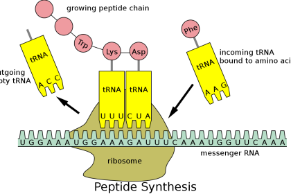 Structure of RNA