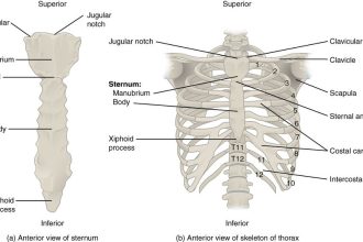 Functions of Human Ribs