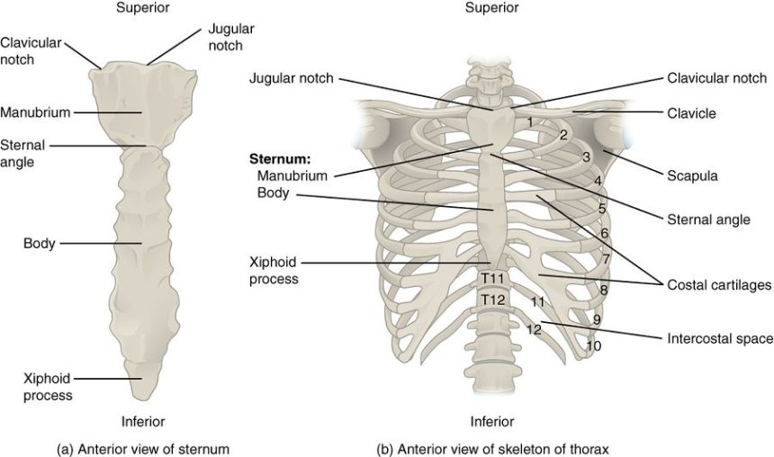 Functions of Human Ribs