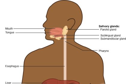 the digestive system