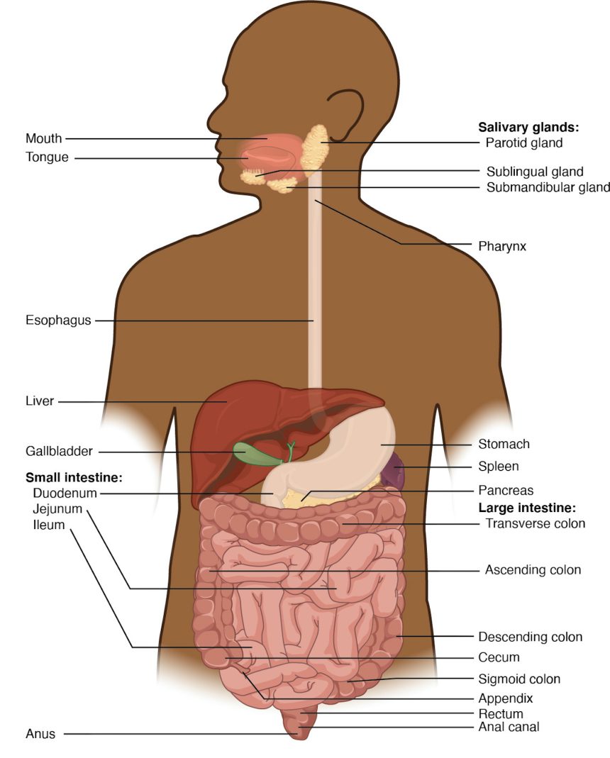 the digestive system