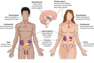 Endocrine System