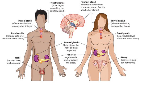 Endocrine System