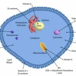 Enzyme systems