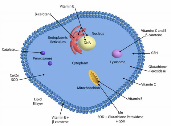 Enzyme systems