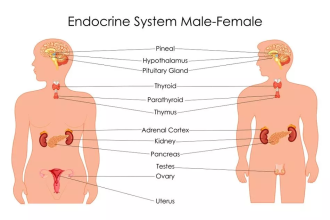 Exocrine system