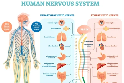 the Human Nervous System