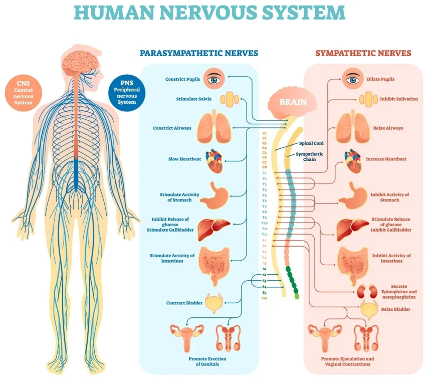 the Human Nervous System