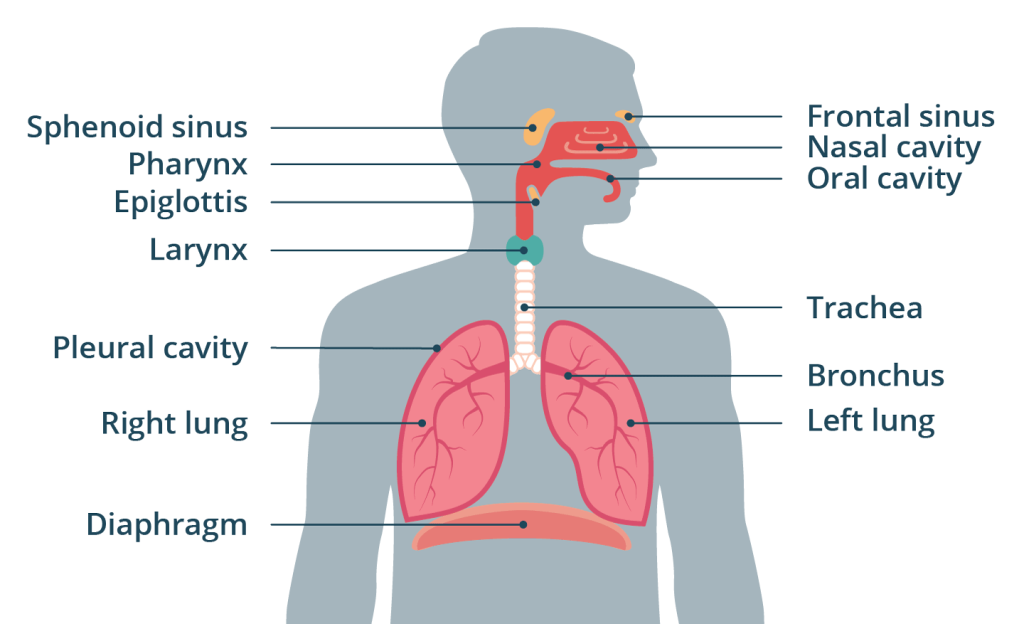 function of the lungs