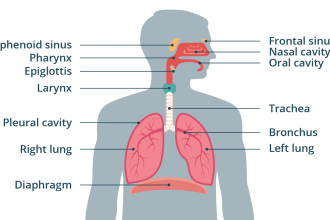 respiratory system