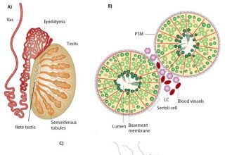 Anatomy of testis