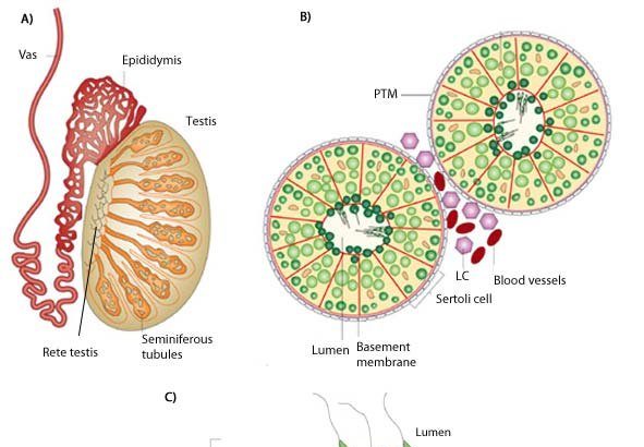 Anatomy of testis