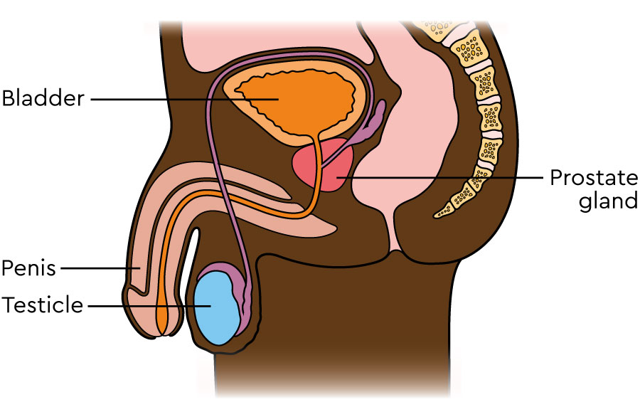 reproductive system