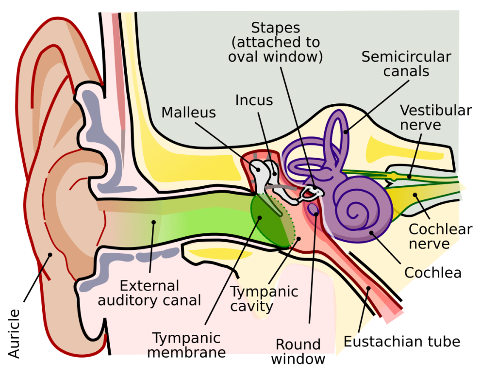 functions of the human nose