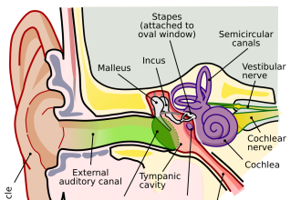 functions of the human nose